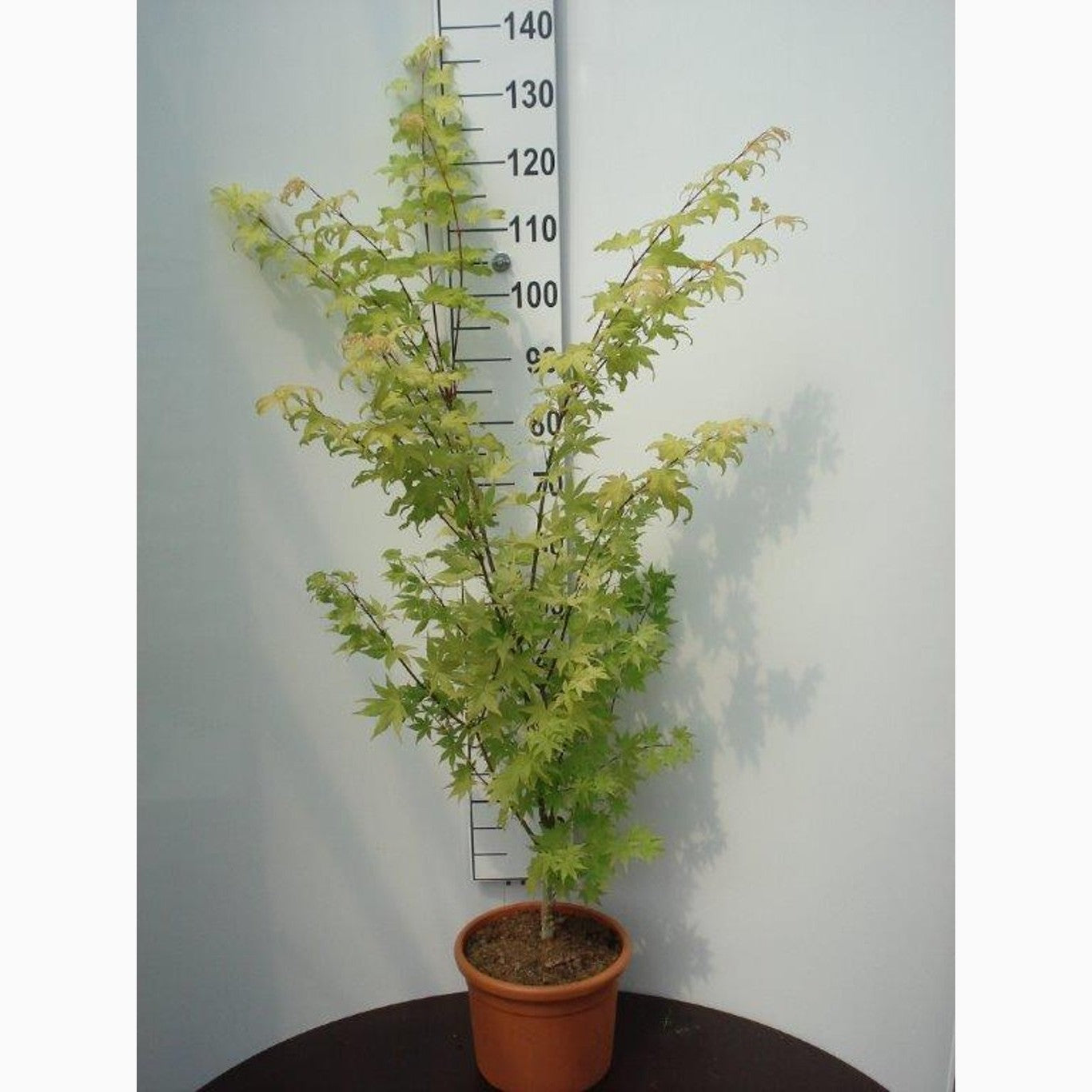 Japansk lönn – Acer pal. 'Summer Gold' - C10 80-100 CM